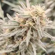 Concours KHALIFA GENETICS