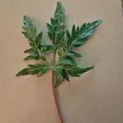Concours KHALIFA GENETICS