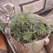 Concours KHALIFA GENETICS