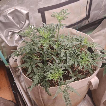 Concours KHALIFA GENETICS