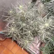 Concours KHALIFA GENETICS
