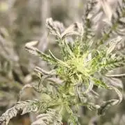 Concours KHALIFA GENETICS