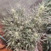 Concours KHALIFA GENETICS