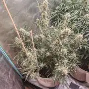 Concours KHALIFA GENETICS