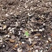 SteelTown moonrocks