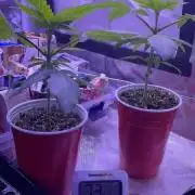 Super Lemon Haze - 34 Street Seed Co. - Photo