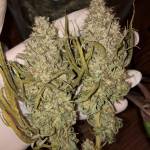 MIMOSA X ORANGE PUNCH | LEMON TREE etc..