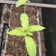 Super Apex Alpha