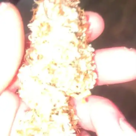 RUNTZ (Eternity grow cup)