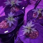 2nd Grow