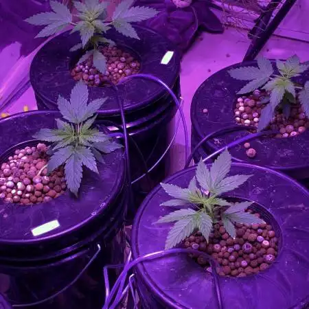 2nd Grow