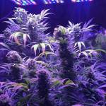 1st Grow Way-to-Go!