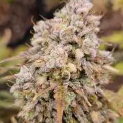 Fastbuds/Mephisto mix 2025