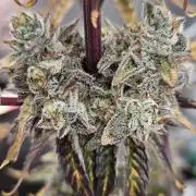 Fastbuds/Mephisto mix 2025