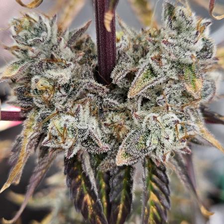 Fastbuds/Mephisto mix 2025