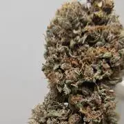 Fastbuds/Mephisto mix 2025