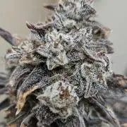 Fastbuds/Mephisto mix 2025