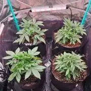 Hella Jelly and Mephisto O'z