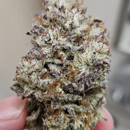Fastbuds/Mephisto mix 2025