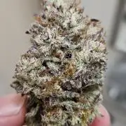 Fastbuds/Mephisto mix 2025