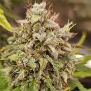 Fastbuds/Mephisto mix 2025