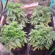 Hella Jelly and Mephisto O'z