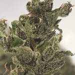 Smoothie Auto UK outdoor grow 2019