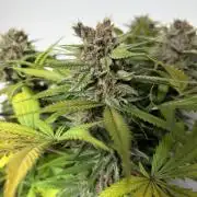 Durban Poison Indoors