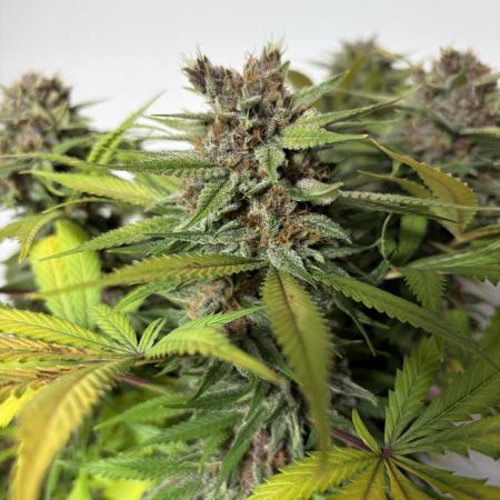 Durban Poison Indoors
