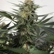 Durban Poison Indoors