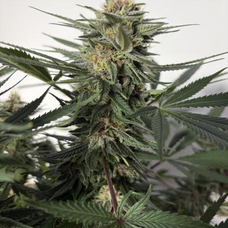 Durban Poison Indoors