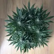 Durban Poison Indoors