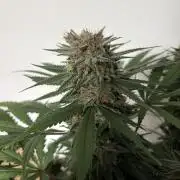 Durban Poison Indoors