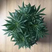 Durban Poison Indoors