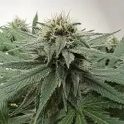 Durban Poison Indoors