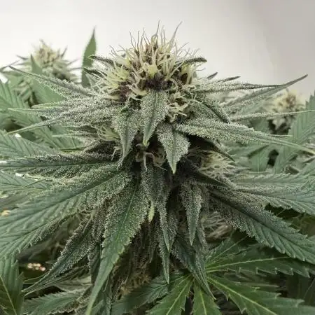 Durban Poison Indoors