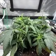 Durban Poison Indoors