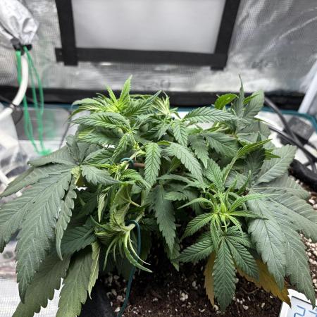 Durban Poison Indoors
