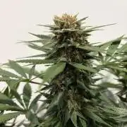Durban Poison Indoors