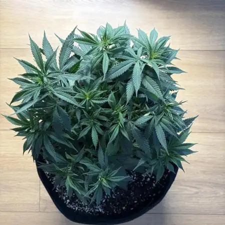 Durban Poison Indoors