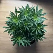 Durban Poison Indoors