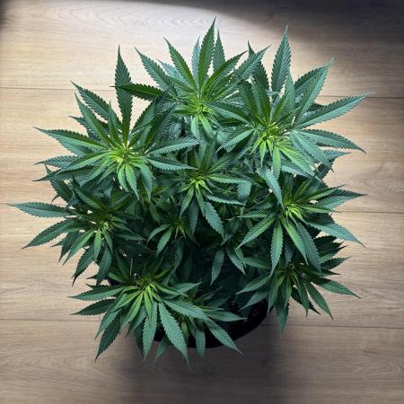 Durban Poison Indoors