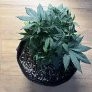 Durban Poison Indoors