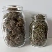 Durban Poison Indoors