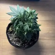 Durban Poison Indoors