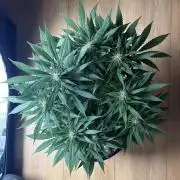 Durban Poison Indoors