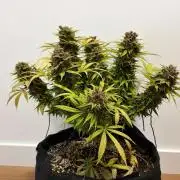 Durban Poison Indoors