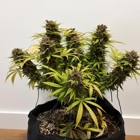 Durban Poison Indoors