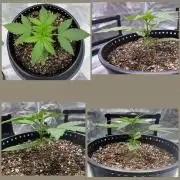 Medusa F1 Auto (RQS)