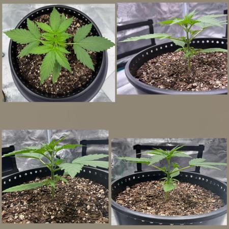 Medusa F1 Auto (RQS)